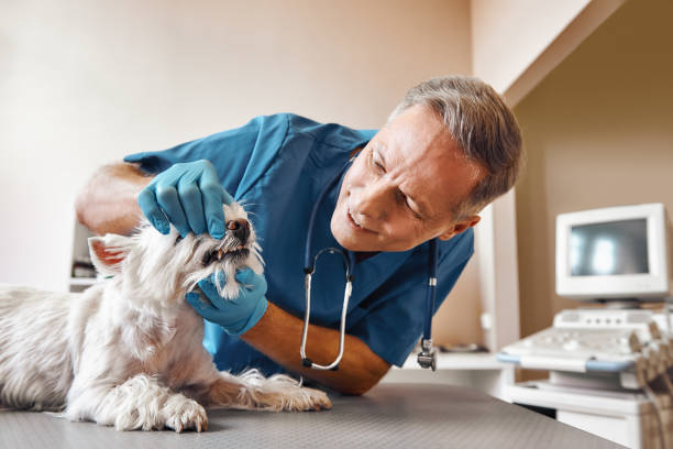 Best Emergency X-Rays and Diagnostics in Welby, CO